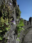 SX09291 Tiny flower of Ivy-leaved Toadflax (Cymbalaria muralis) on wall of Restomel Castle.jpg